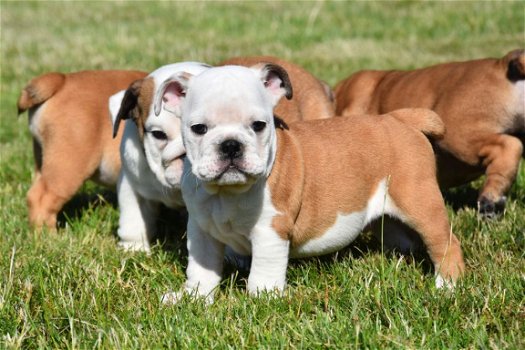 Engelse bulldog pups - 6