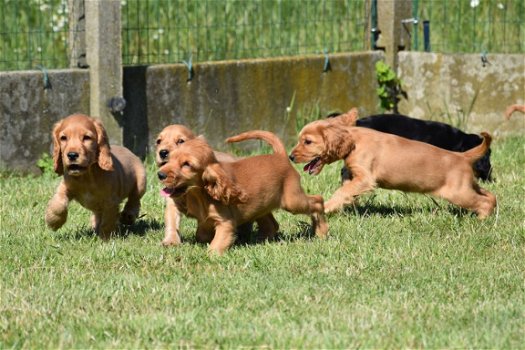 Engelse cocker pups - 2