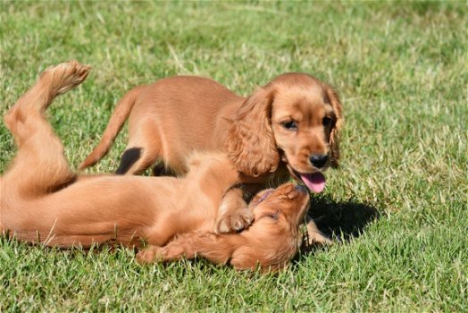 Engelse cocker pups - 3