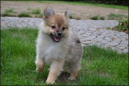 Keeshond pups - 2