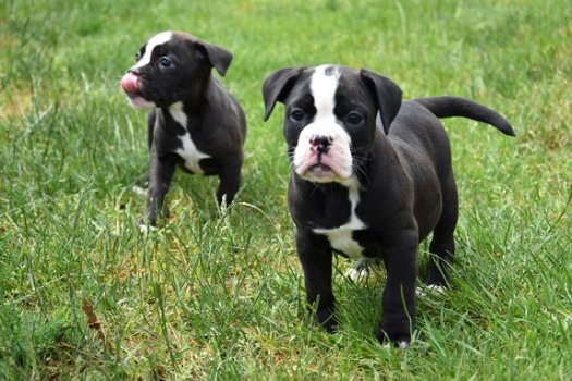 Old english bulldog pups - 1