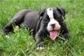 Old english bulldog pups - 2 - Thumbnail