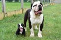 Old english bulldog pups - 3 - Thumbnail