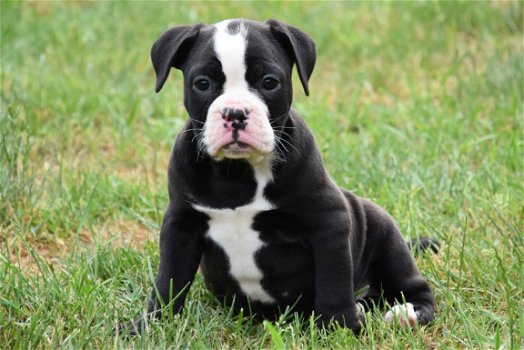 Old english bulldog pups - 4