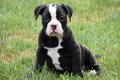 Old english bulldog pups - 4 - Thumbnail