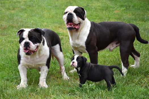 Old english bulldog pups - 5