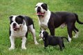 Old english bulldog pups - 5 - Thumbnail