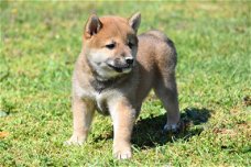 Shiba inu pups