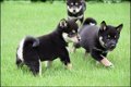 Shiba inu pups - 6 - Thumbnail