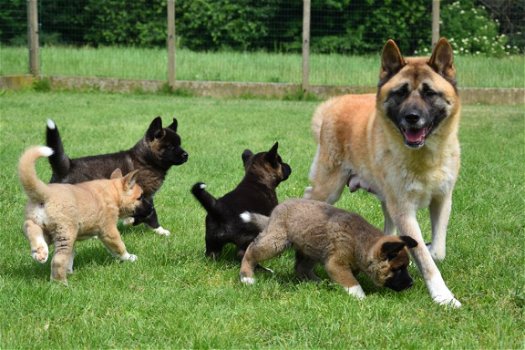 Akita inu pups - 1