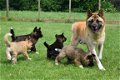 Akita inu pups - 1 - Thumbnail