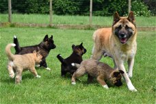 Akita inu pups