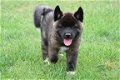 Akita inu pups - 3 - Thumbnail