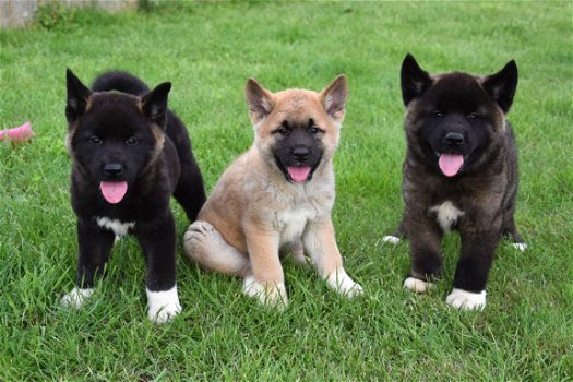 Akita inu pups - 6