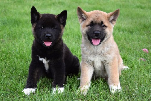 Akita inu pups - 7