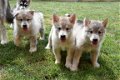Alaskan malamute pups - 1 - Thumbnail