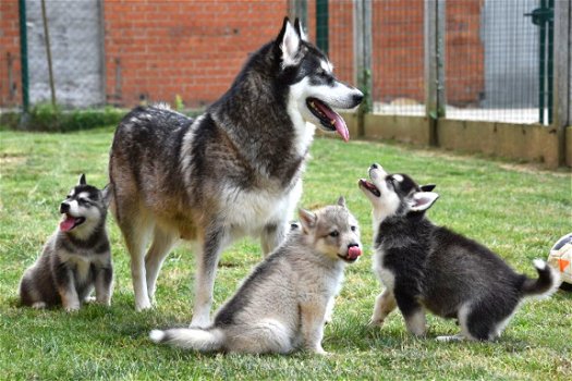 Alaskan malamute pups - 2