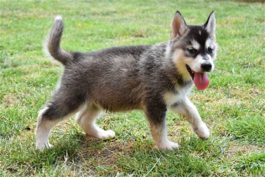 Alaskan malamute pups - 3