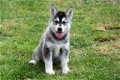 Alaskan malamute pups - 4 - Thumbnail