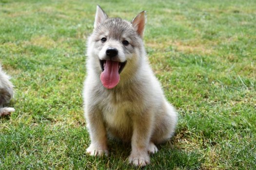 Alaskan malamute pups - 5