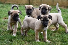 Anatolische herder pups