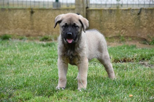 Anatolische herder pups - 2