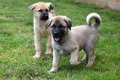 Anatolische herder pups - 4 - Thumbnail