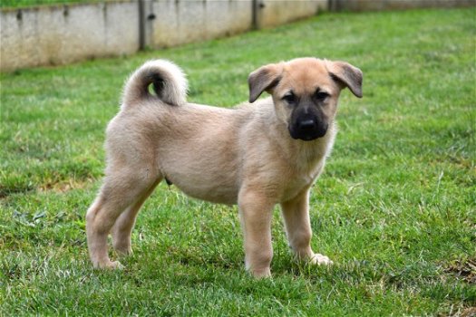 Anatolische herder pups - 7