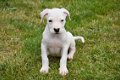Argentijnse dog pups - 2 - Thumbnail