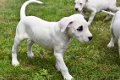 Argentijnse dog pups - 3 - Thumbnail