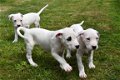 Argentijnse dog pups - 4 - Thumbnail