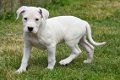 Argentijnse dog pups - 5 - Thumbnail