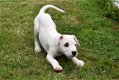 Argentijnse dog pups - 6 - Thumbnail
