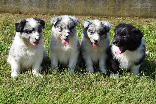 Australische herder pups - 1