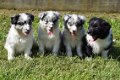 Australische herder pups - 1 - Thumbnail