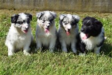 Australische herder pups