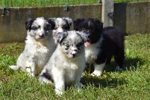 Australische herder pups - 2