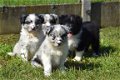 Australische herder pups - 2 - Thumbnail