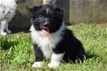 Australische herder pups - 3 - Thumbnail