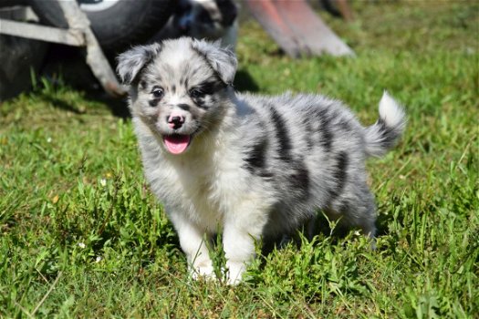 Australische herder pups - 4