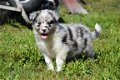 Australische herder pups - 4 - Thumbnail