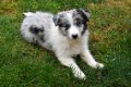 Australische herder pups - 8 - Thumbnail