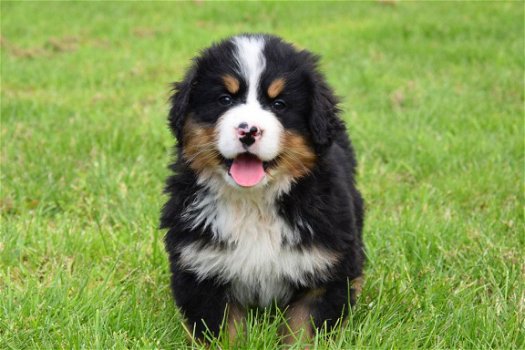 Berner sennen pups - 1