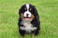 Berner sennen pups - 1 - Thumbnail