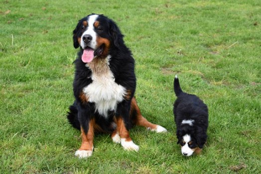 Berner sennen pups - 3