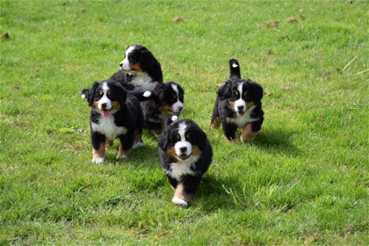 Berner sennen pups - 4