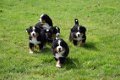 Berner sennen pups - 4 - Thumbnail