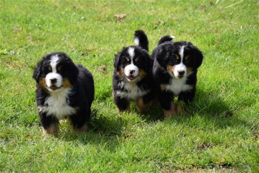 Berner sennen pups - 5