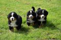 Berner sennen pups - 5 - Thumbnail