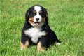 Berner sennen pups - 7 - Thumbnail